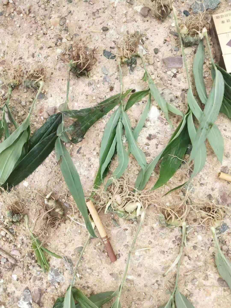 黄精籽育苗，多花姜型甜黄精，提供技术指导，一件代发