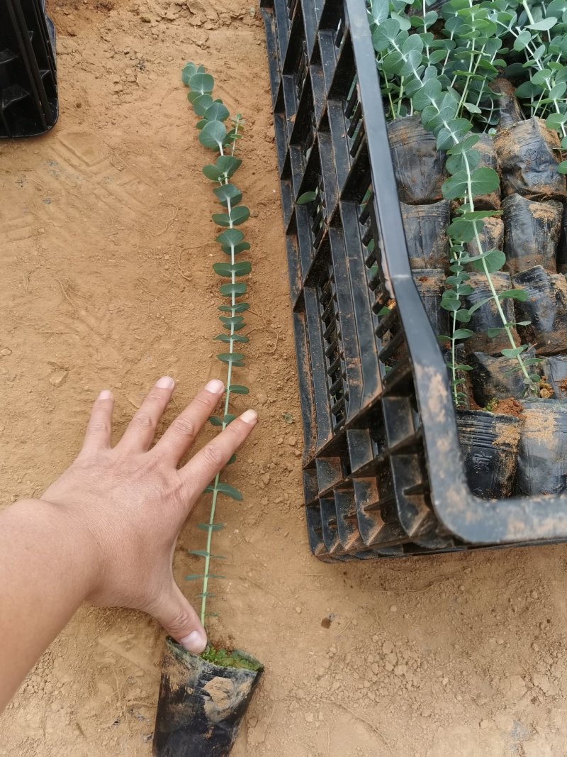 小叶铜钱桉蓝宝贝种苗