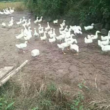 出售成鹅
