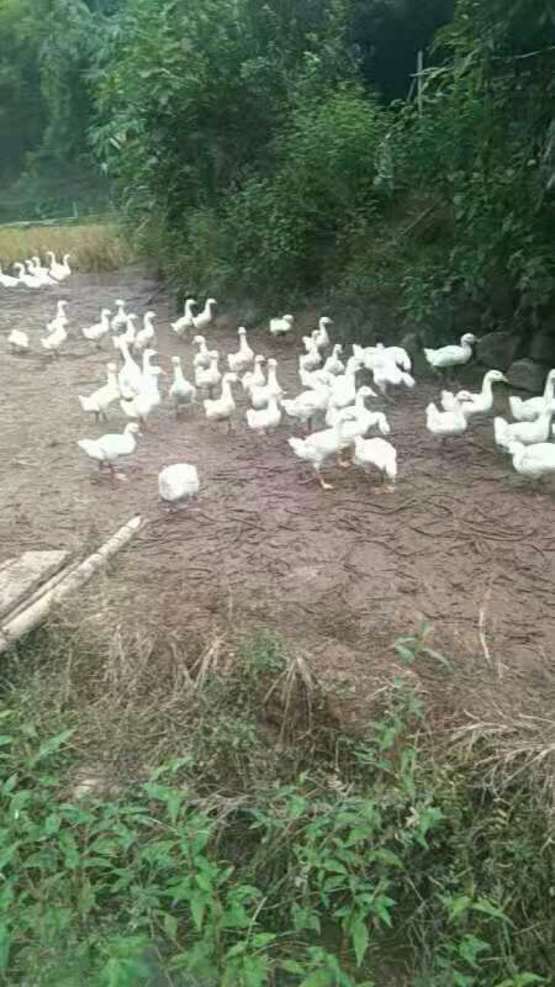 出售成鹅