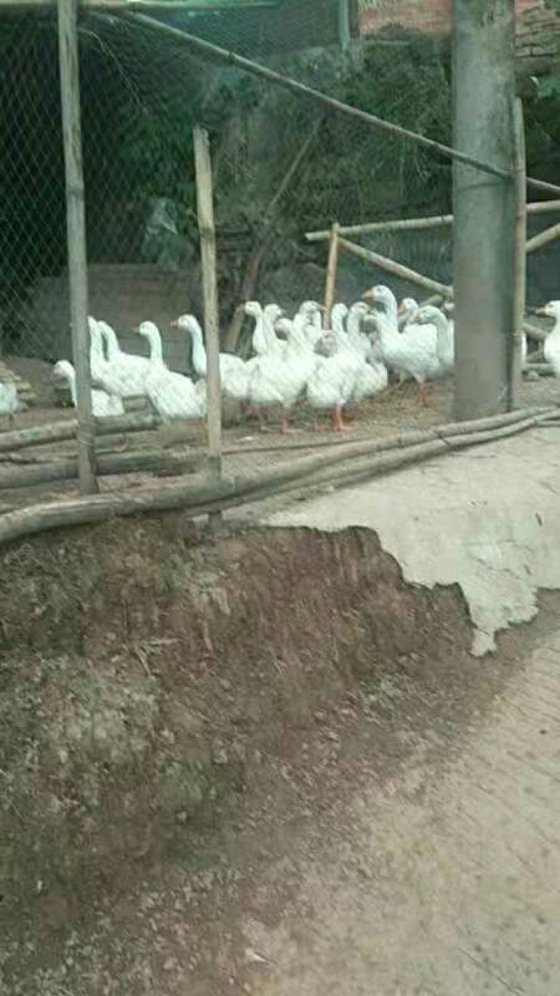 出售成鹅