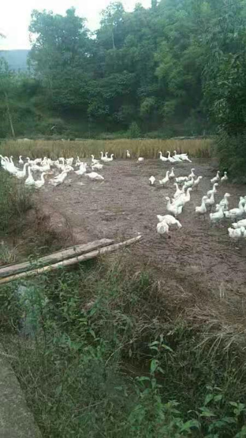 出售成鹅