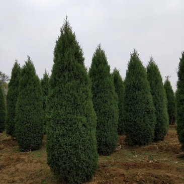 塔侩河北塔侩基地塔侩价格，河北塔侩基地，