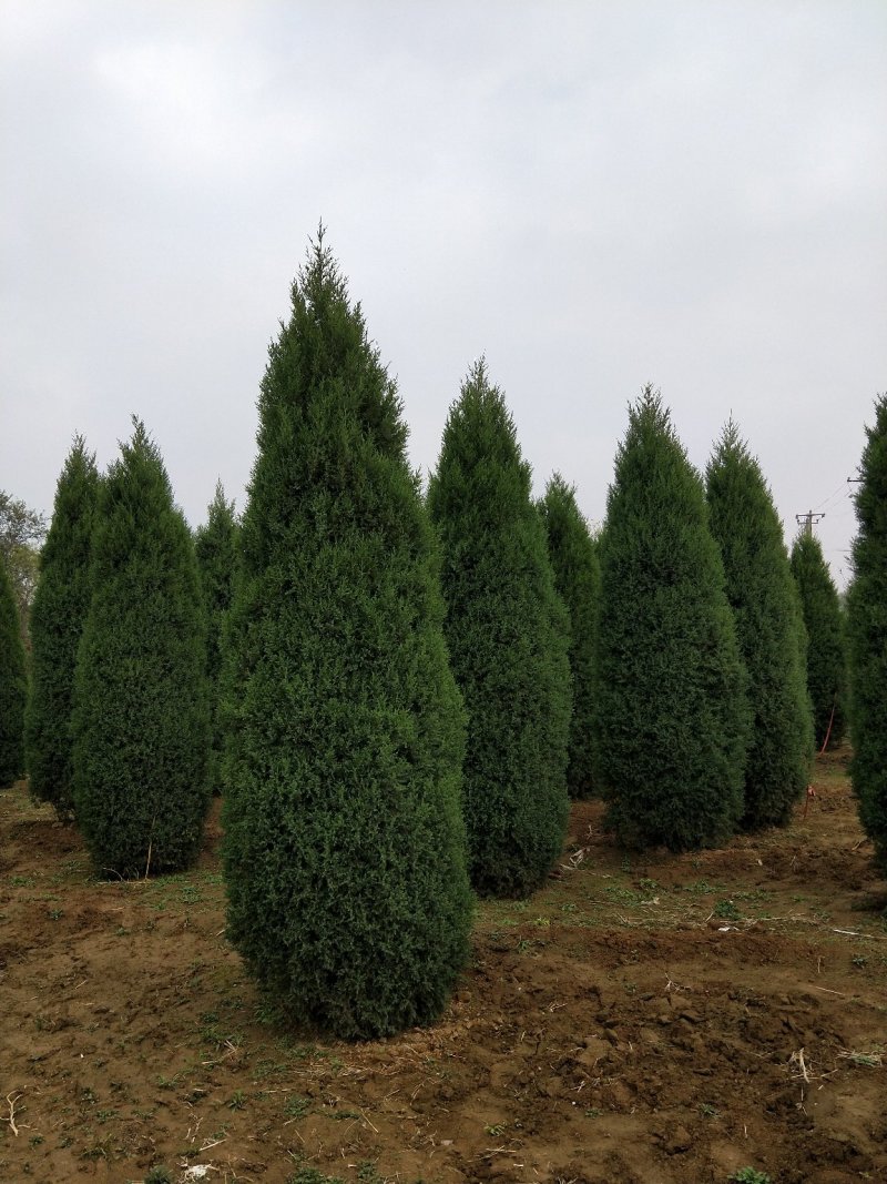 塔侩河北塔侩基地塔侩价格，河北塔侩基地，