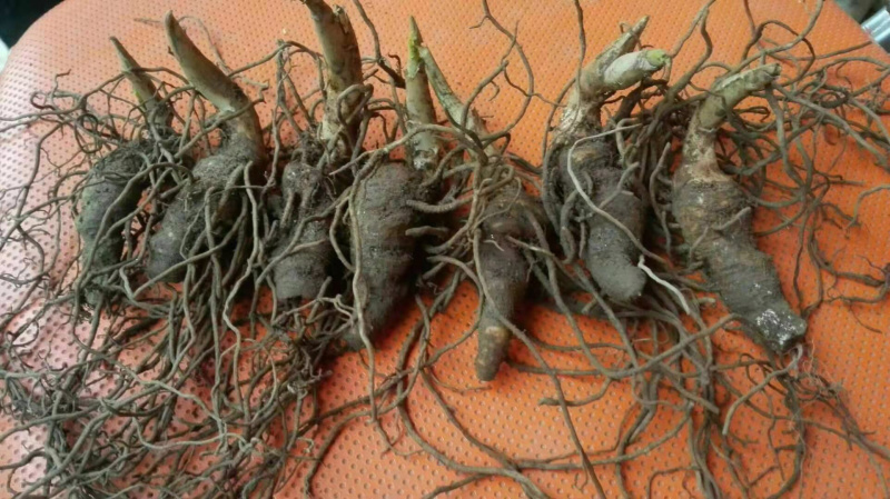 重楼，七叶一枝花，免费技术指导，出苗率90%一件代发