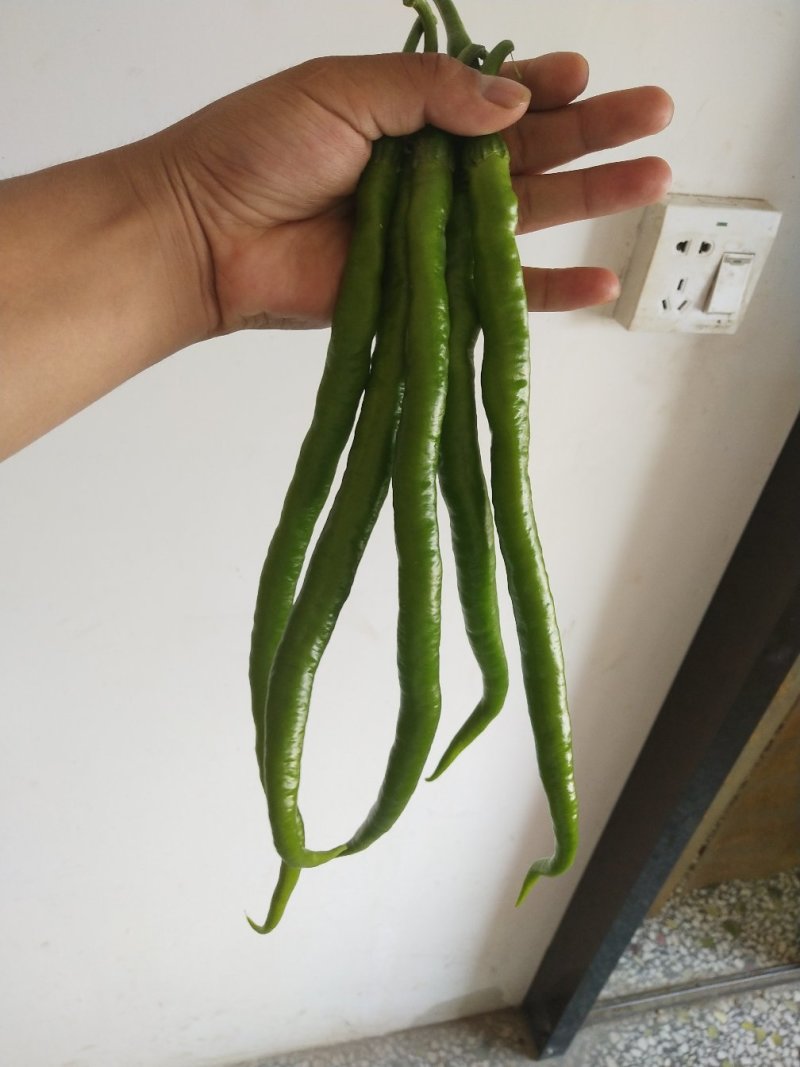 长线椒