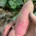 【红薯】纯沙地红薯精品红薯开封红薯价位合适规格齐