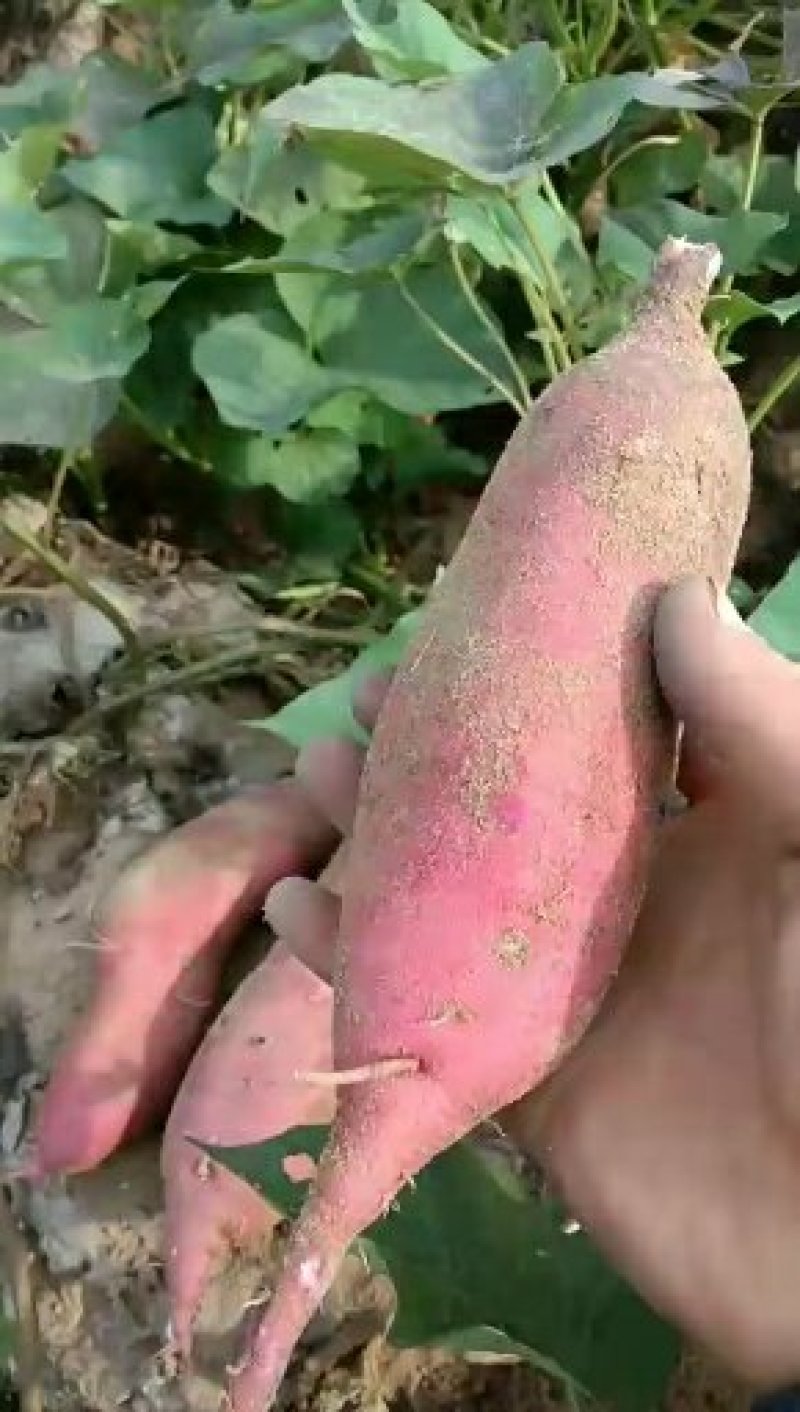 【红薯】纯沙地红薯精品红薯开封红薯价位合适规格齐