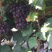 乐亭县陆地巨峰葡萄开始上市中，口感香甜，单果粒重