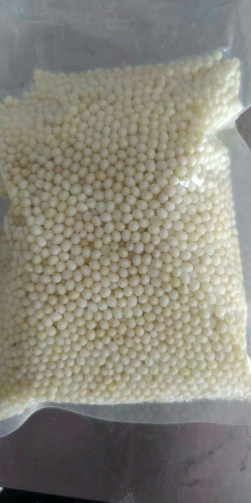白玉蜗牛蛋！卵化蛋！苗！