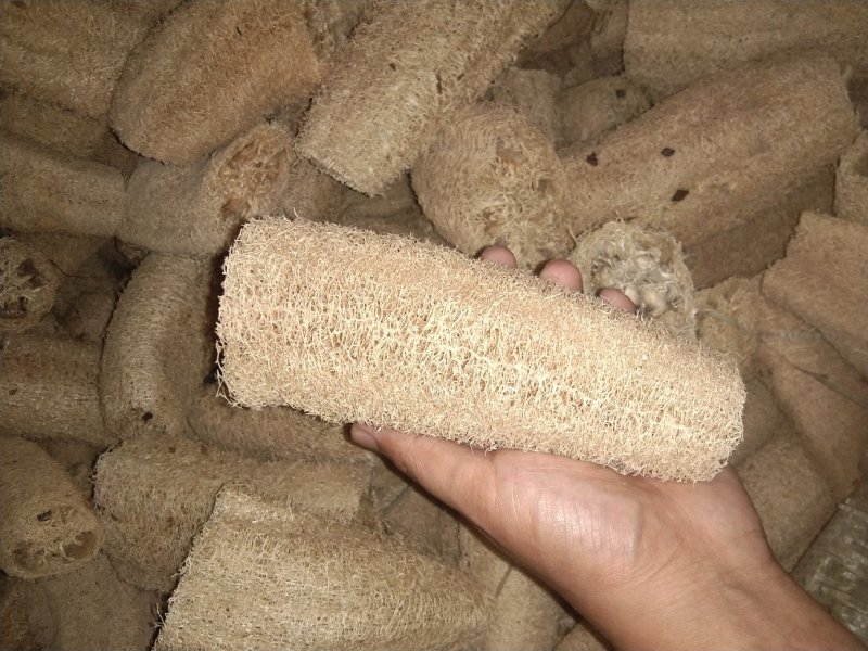 丝瓜络大量现货现货现发量大从优价格实惠欢迎电话
