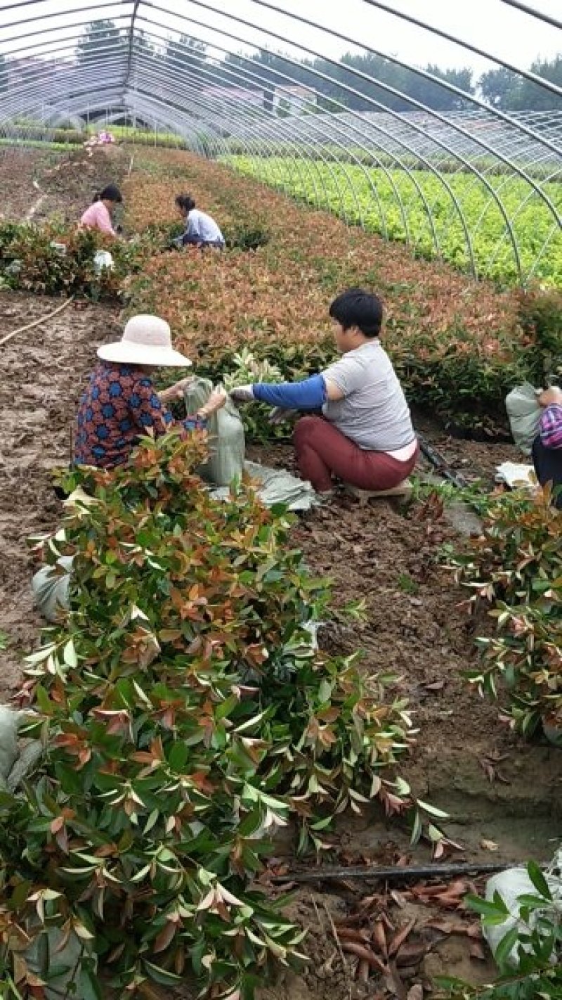 金叶女桢，金森女贞直销，提供发票报销