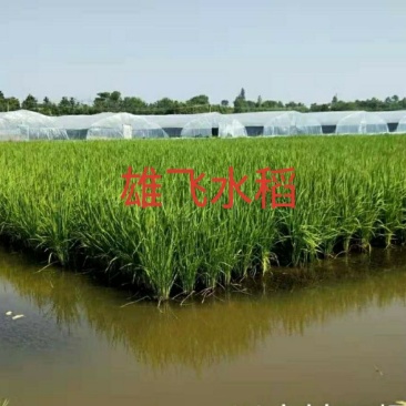 晚虾田稻虾稻晚稻黄花粘米饭带油性口感软糯