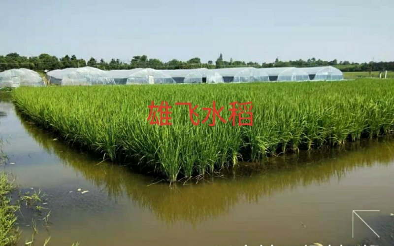 晚虾田稻虾稻晚稻黄花粘米饭带油性口感软糯