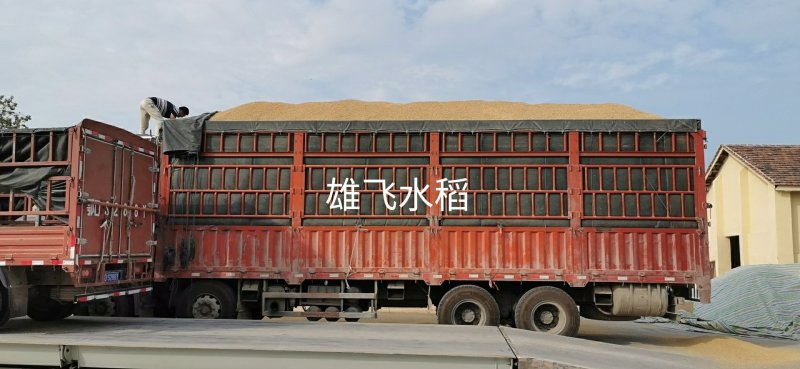 晚虾田稻虾稻晚稻黄花粘米饭带油性口感软糯