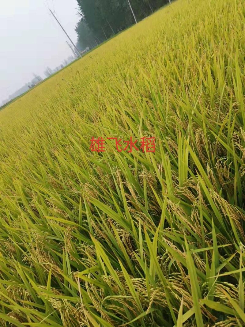 晚虾田稻虾稻晚稻黄花粘米饭带油性口感软糯