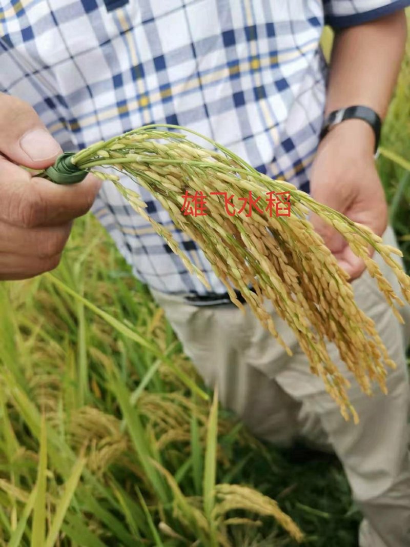 湖北荆州晚稻黄花粘稻虾稻虾田稻稻谷美香粘2号