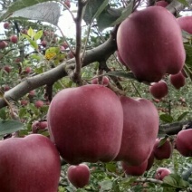 甘肃礼县***花牛苹果🍎，无公害，没有打拉长，诚信第一