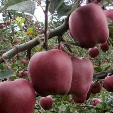甘肃礼县***花牛苹果🍎，没有打拉长，诚信第一