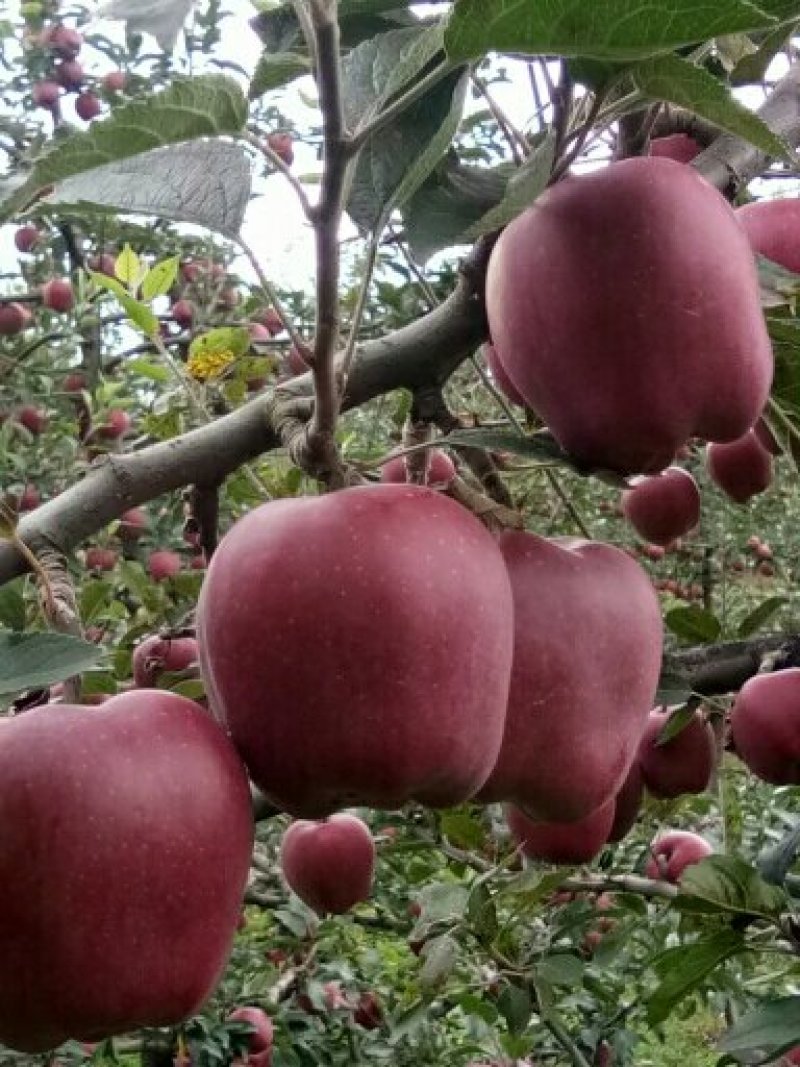 甘肃礼县***花牛苹果🍎，没有打拉长，诚信第一