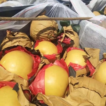 丰水梨黄金梨秋月梨大量上市供应货源充足按质量论价