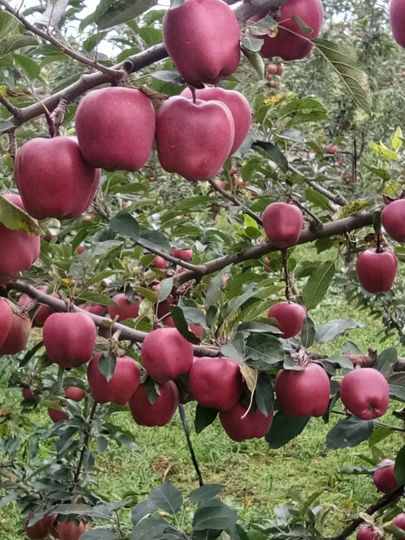 甘肃礼县***花牛苹果🍎，没有打拉长，诚信第一