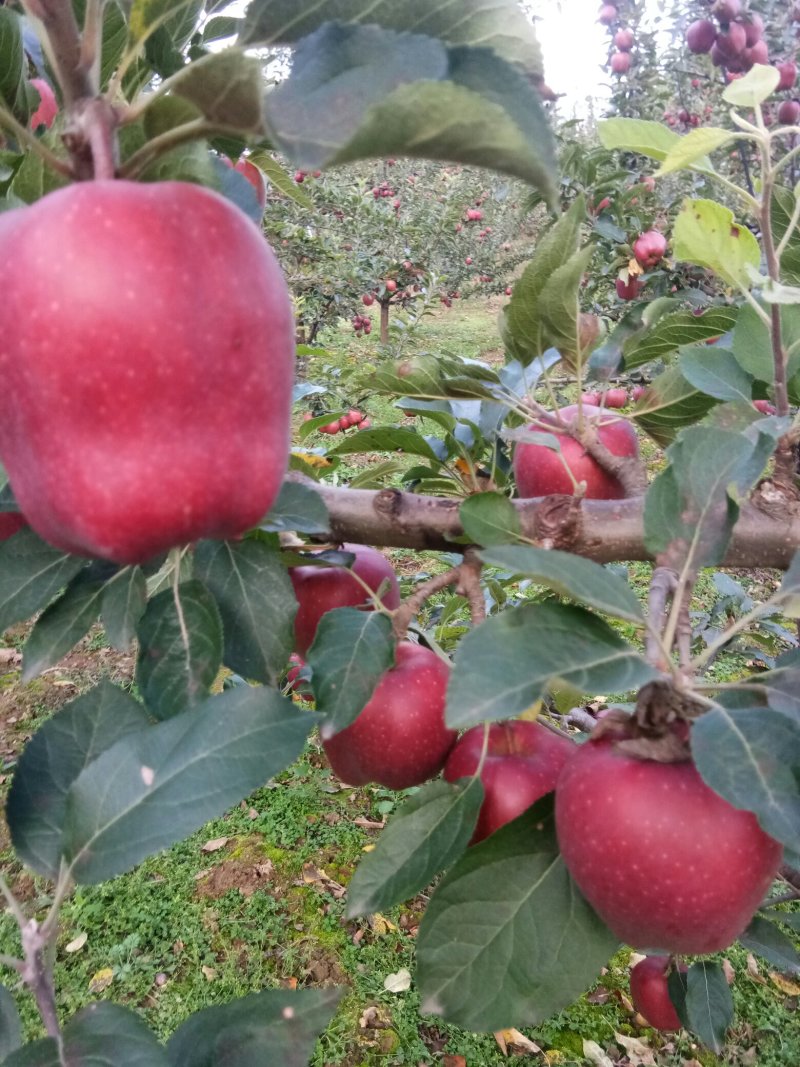 甘肃礼县***花牛苹果🍎，没有打拉长，诚信第一