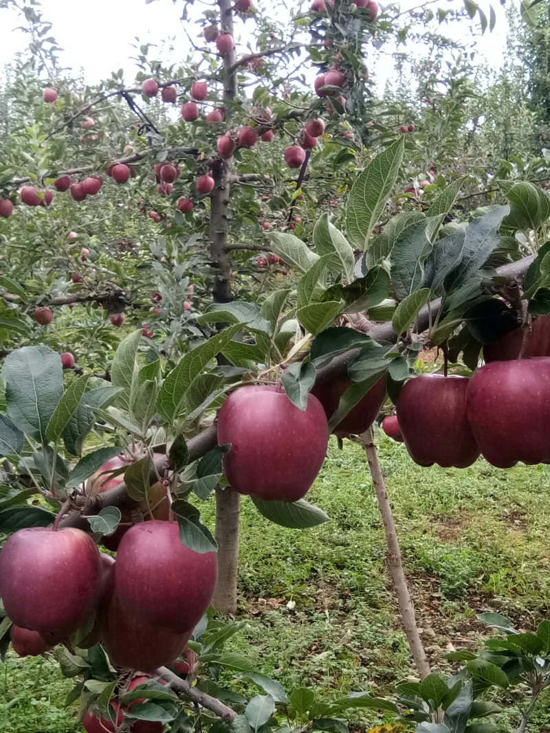 甘肃礼县***花牛苹果🍎，没有打拉长，诚信第一