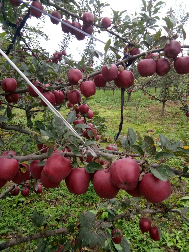甘肃礼县***花牛苹果🍎，没有打拉长，诚信第一