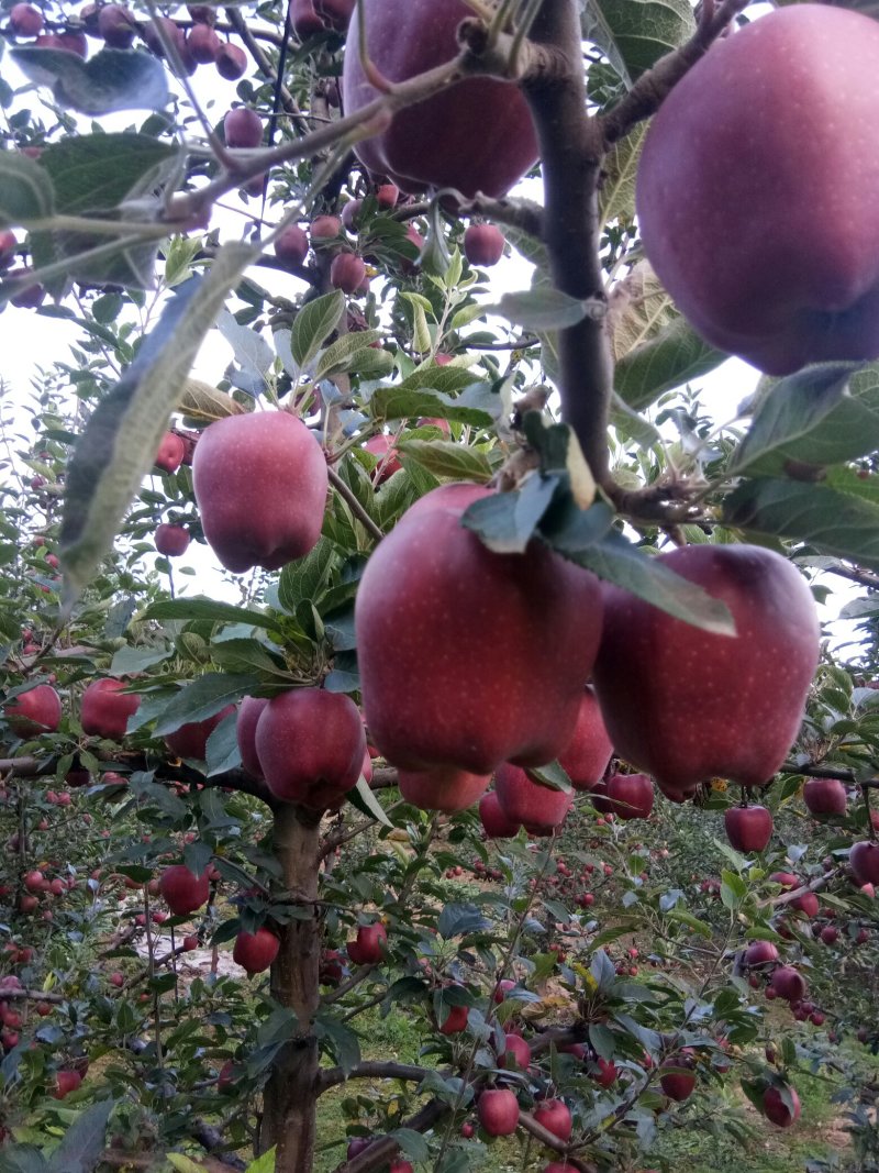 甘肃礼县***花牛苹果🍎，没有打拉长，诚信第一