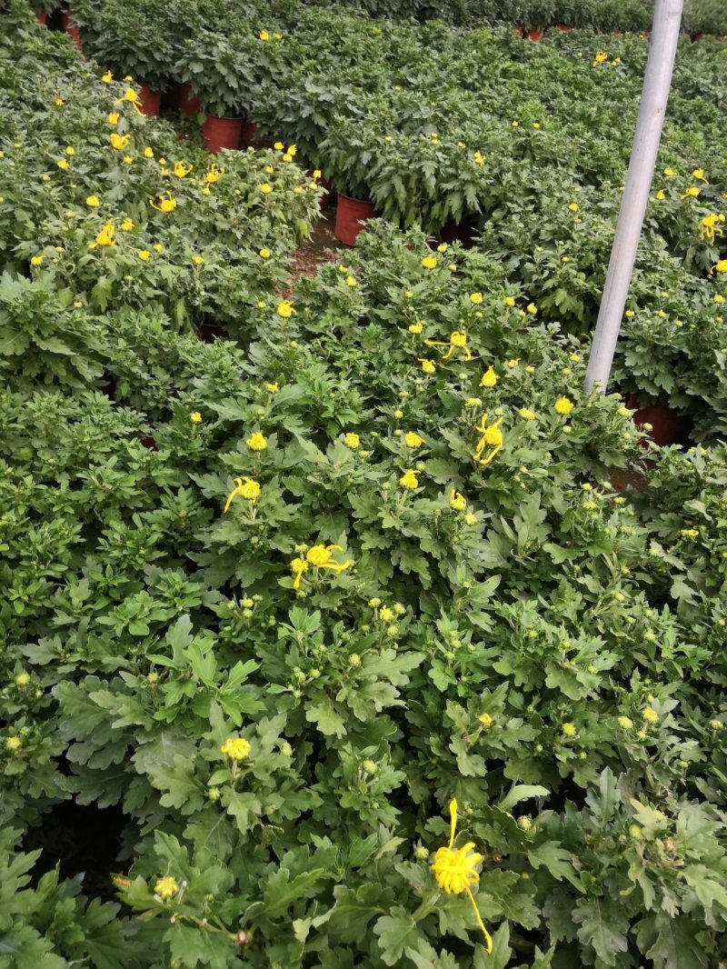 各种菊花上市