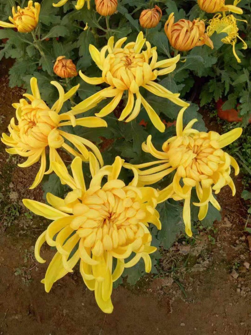 各种菊花上市