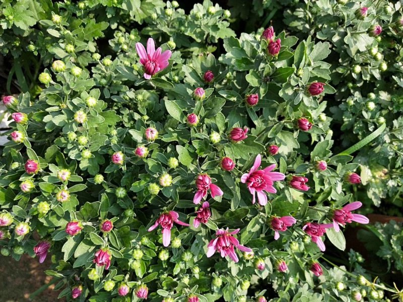 各种菊花上市
