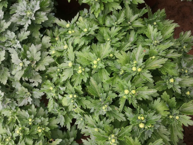 各种菊花上市