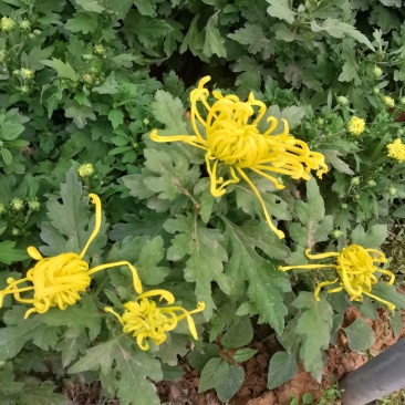 各种菊花上市