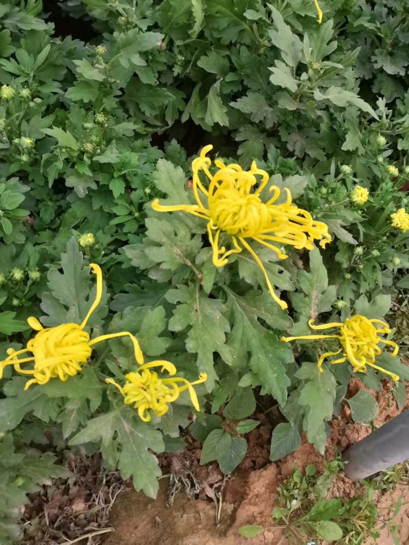 各种菊花上市