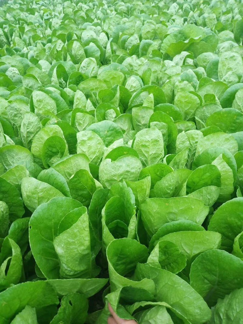 快菜大棵，中棵快菜大型冷库长年供应新鲜快菜直发全国