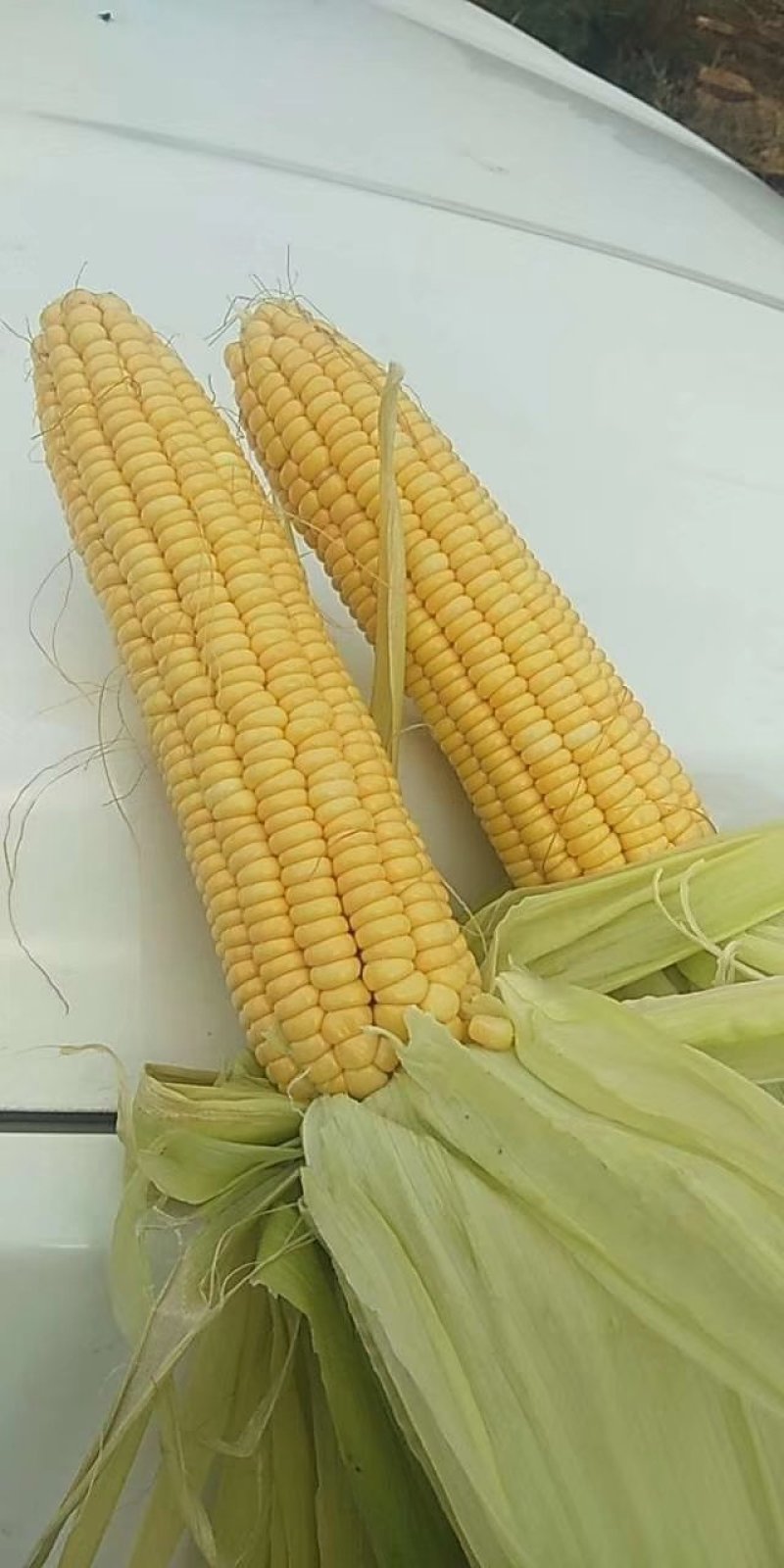 唐县水果玉米个大皮绿，有万亩基地，可加冰打包