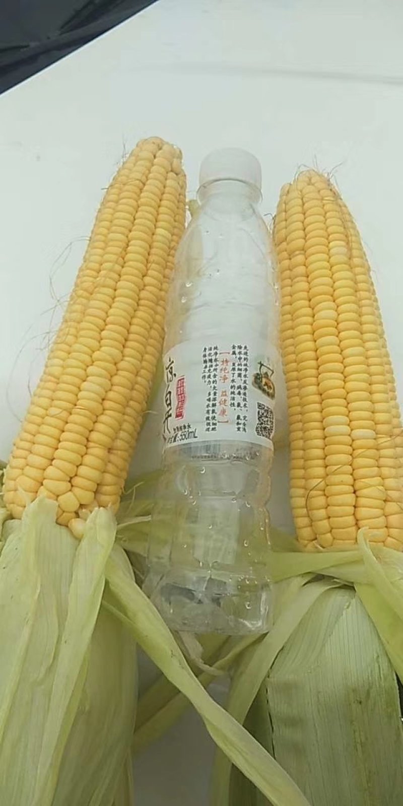 唐县水果玉米个大皮绿，有万亩基地，可加冰打包