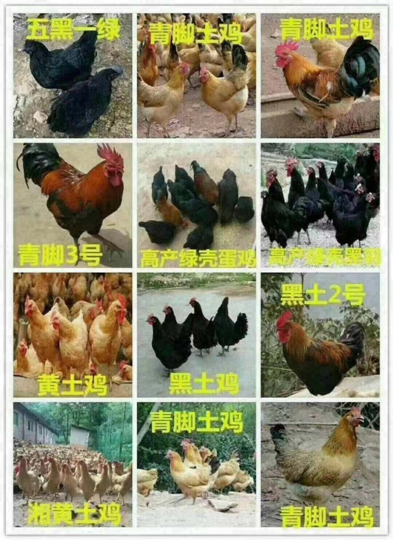 芦花鸡苗－黑芦花鸡苗－纯种黑芦花鸡苗黑白芦花鸡苗运输包活
