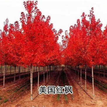 处理10000颗10公分-20公分美国红枫树给钱就卖