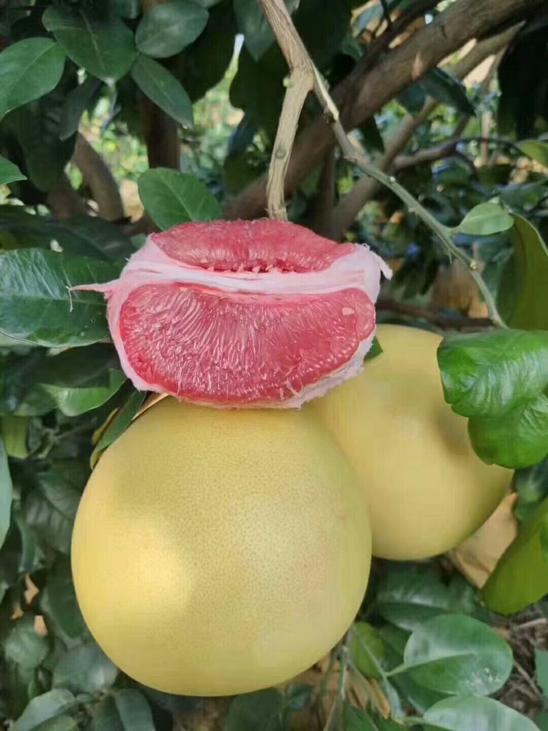 红心柚