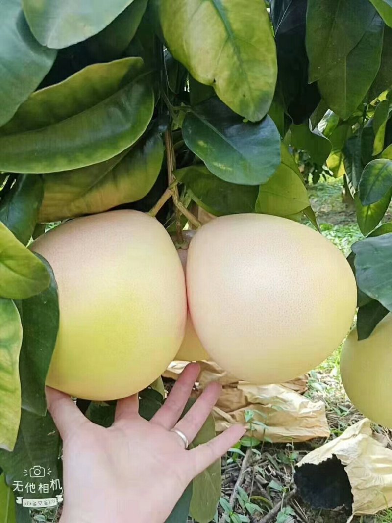 红心柚
