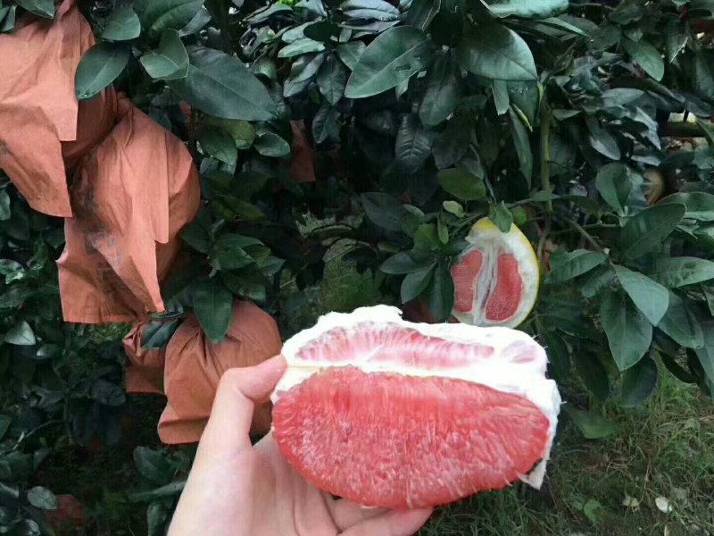 红心柚