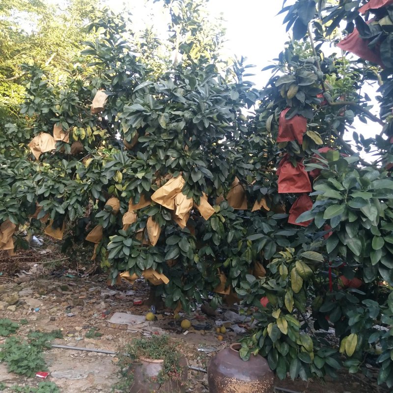 红心柚