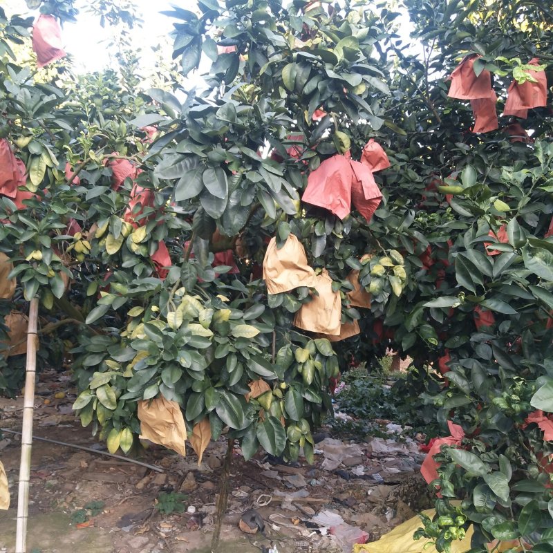 红心柚