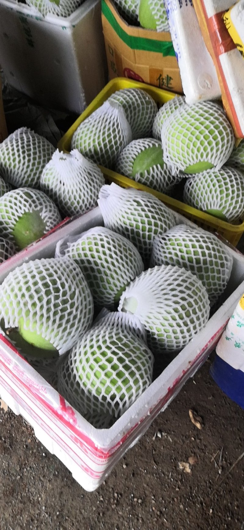 大量供应芋香味大冬瓜诚信经营支持视频看货