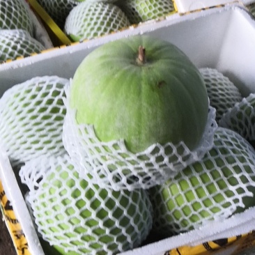大量供应芋香味大冬瓜诚信经营支持视频看货