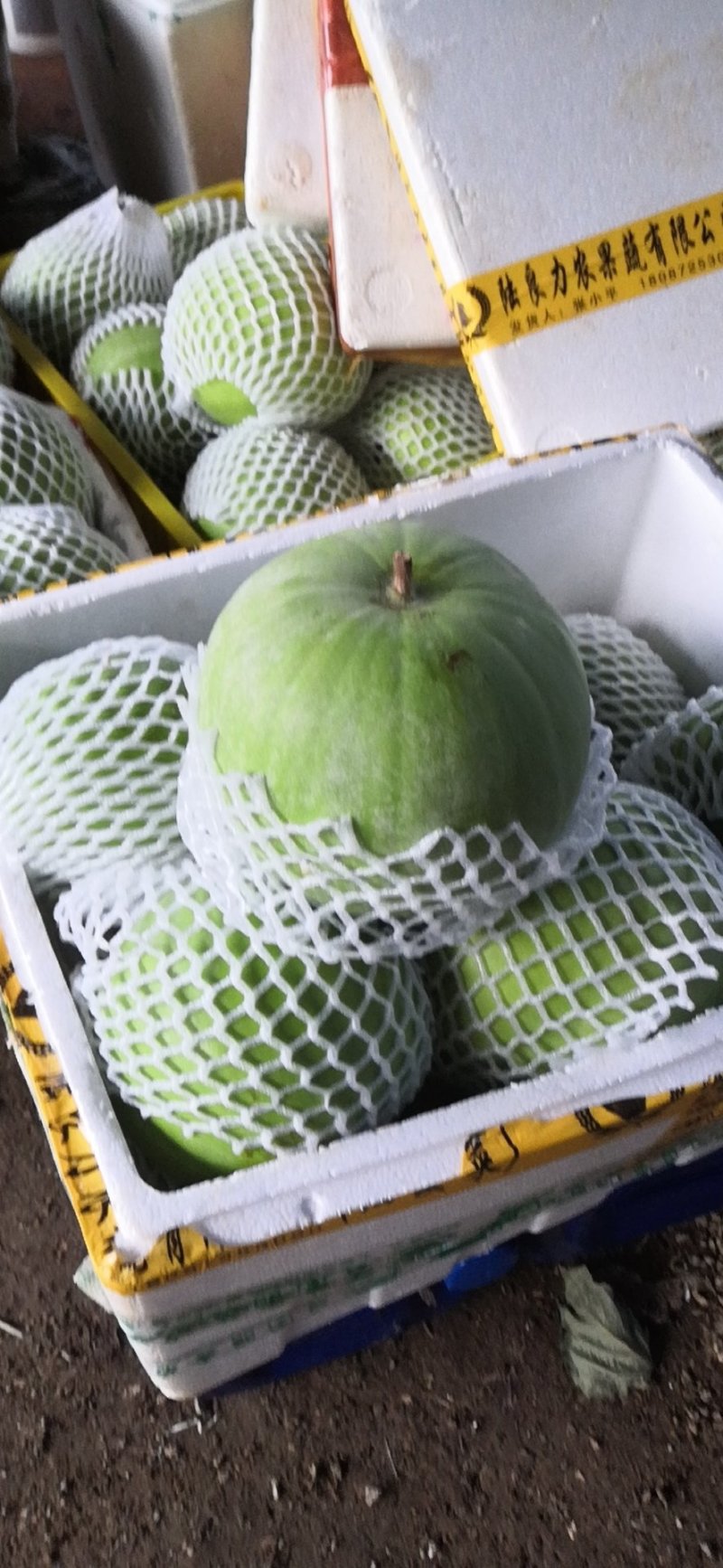 大量供应芋香味大冬瓜诚信经营支持视频看货