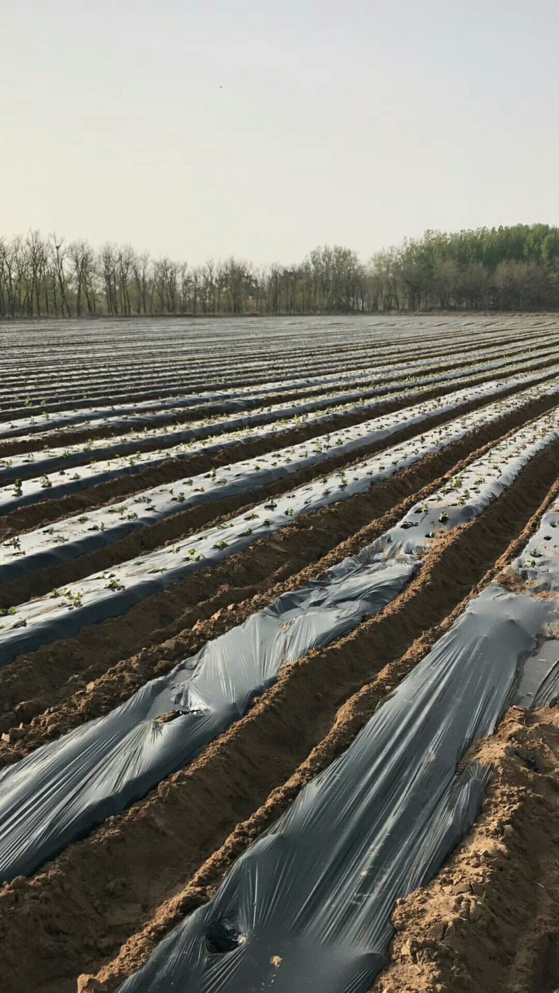 旋耕起垄机系列：旋耕起垄镇压施肥覆膜滴灌带打药多功能一体